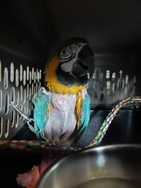 Maggie the Macaw