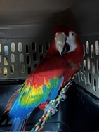 Nibbles the Macaw
