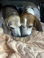 ground transport of 2 beagles