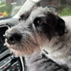 Pet Travel Transport arranged Milly's trip from California to Wisconsin