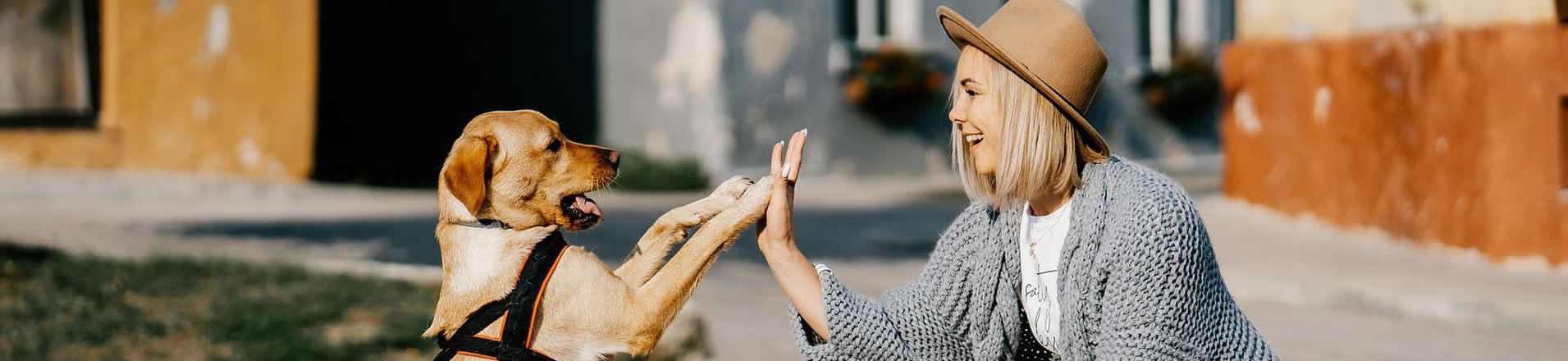 dog and woman high five