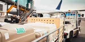 international pet shipping