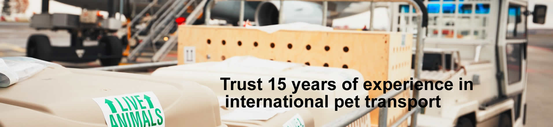 international pet shipping